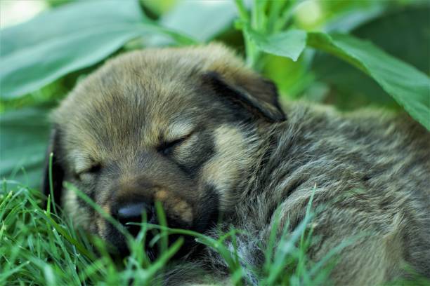istock Mother Rottweiler and cubs 1163482245