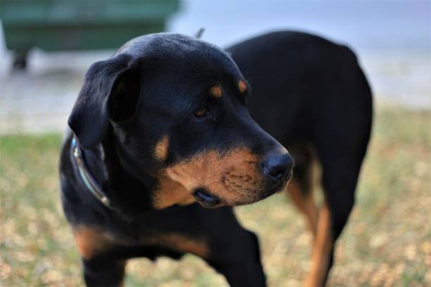 istock Mother Rottweiler and cubs 1163483042