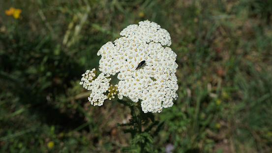 Yarrow white flowering plants, medicinal plants,