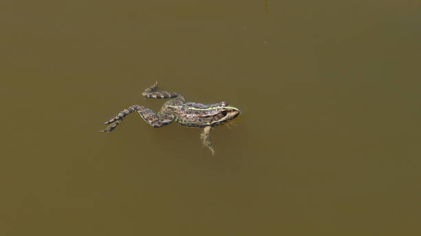 istock frog, standing on water in the lake 1163483167