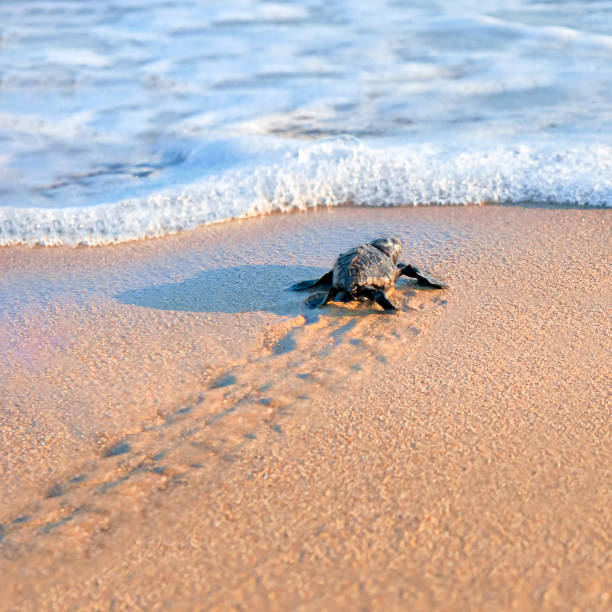 neugeborene meeresschildkröte zu fuß zum meer - turtle young animal beach sea life stock-fotos und bilder