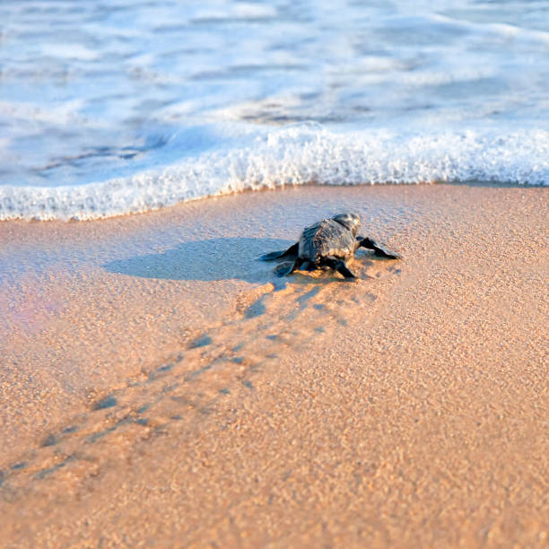 tortuga marina recién nacida caminando hacia el mar - footprint sand sea beach fotografías e imágenes de stock