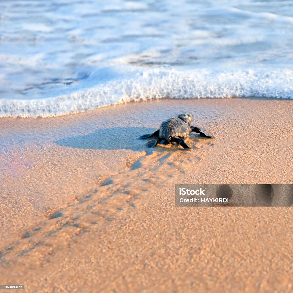 New Born Sea Turtle wandelen naar de zee - Royalty-free Schildpad Stockfoto