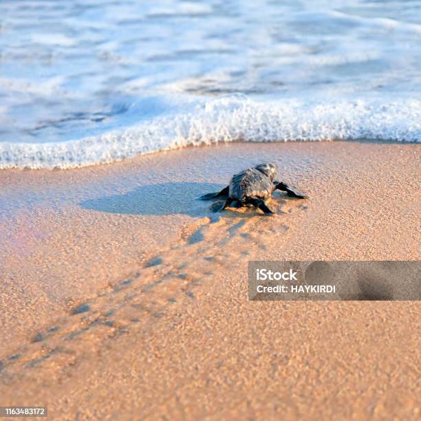 New Born Sea Turtle Wandelen Naar De Zee Stockfoto en meer beelden van Schildpad - Schildpad, Zeeschildpad, Strand