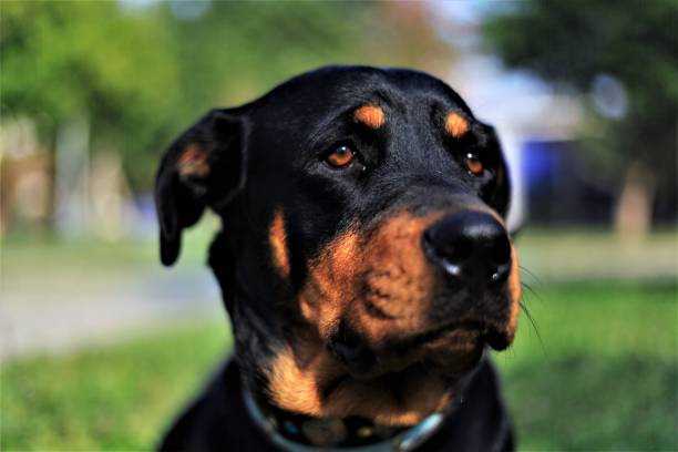 istock Mother Rottweiler and cubs 1163483317