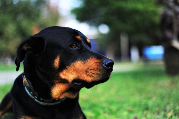 istock Mother Rottweiler and cubs 1163483673