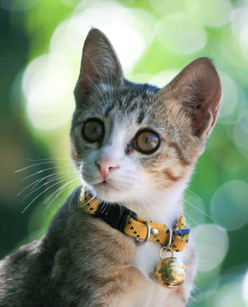 istock Close-Up Portrait Of A Cat 1163484028
