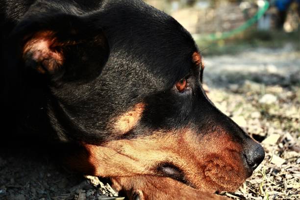 istock Mother Rottweiler and cubs 1163487474