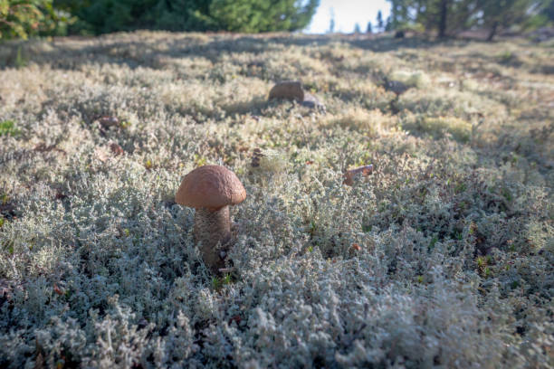 A person holding a large mushroom in their hand, set against a blurred forest background, highlighting the beauty of nature and the activity of mushroom foraging outdoors.