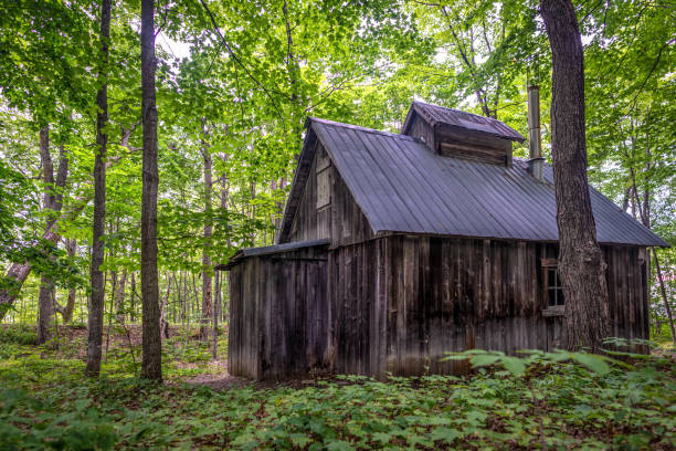 Autumn landscape, house and tree logs
