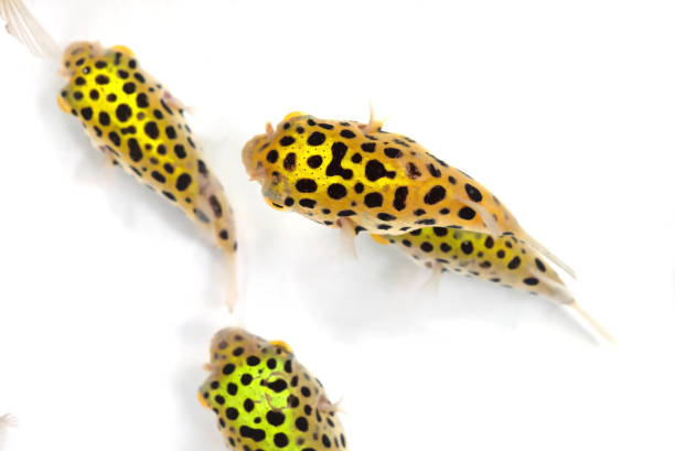 Close up Group of Green Spotted Puffer Fish Isolated on White Background Closeup Group of Green Spotted Puffer Fish Isolated on White Background hobbyist stock pictures, royalty-free photos & images