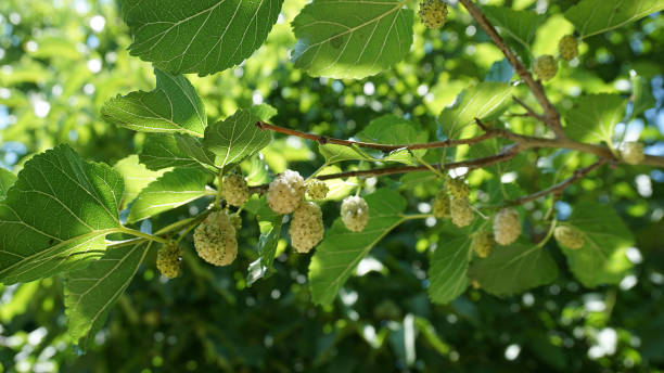 maulbeerbaum, frische weiße maulbeere, große menge maulbeerfrüchte im baum, - mulberry bush stock-fotos und bilder
