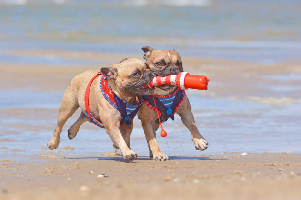 due cani bulldog francesi in vacanza che giocano a prendere con un giocattolo per cani marittimo in spiaggia sull'isola di texel - dutch bulldog foto e immagini stock