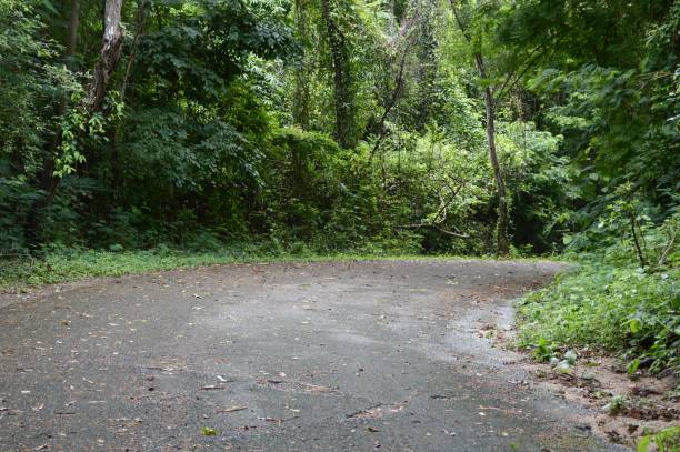 istock nature road in forest at Chonburi , Thailand 1163489857