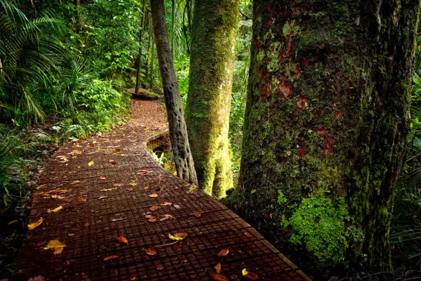 A path meanders through the tropical rain forest of New Zealand with kauri trees and giant ferns.