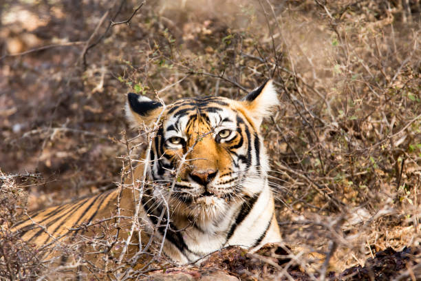Tigress stock photo