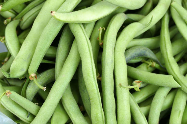 istock freshly picked fresh beans, american atlantis beans, 1163490597