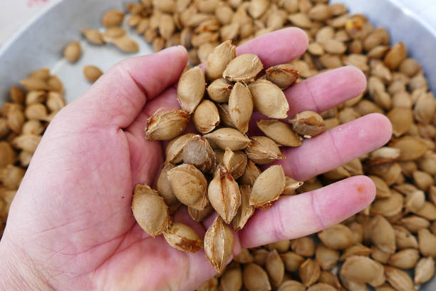 istock apricot kernels in making pills and medicines, 1163491002