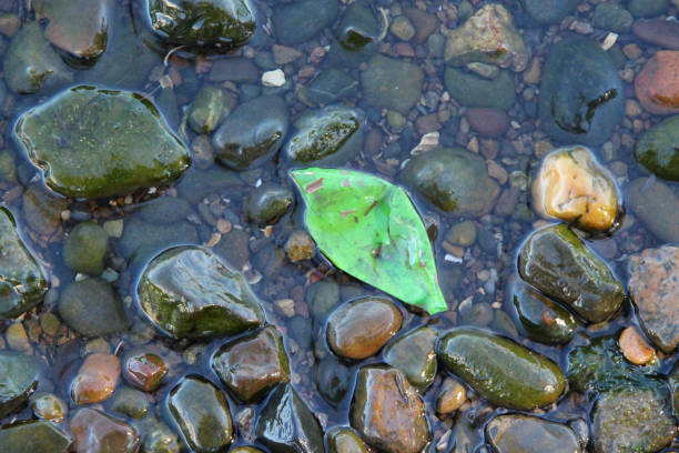 green rubber balloon in the lake