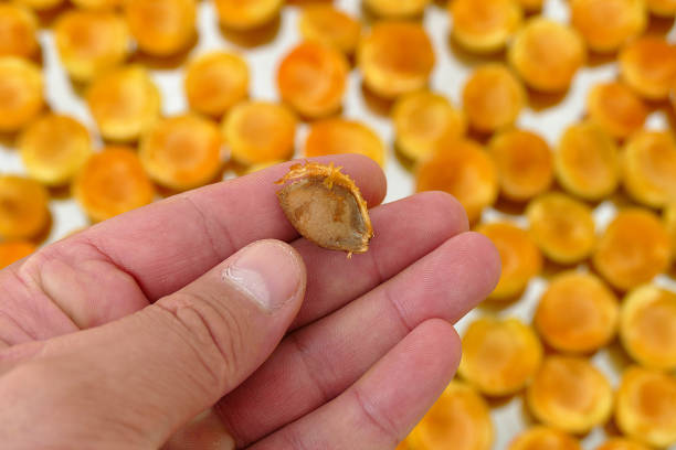 istock large quantity of apricot kernel, pharmaceutical industry and apricot kernels, 1163491331