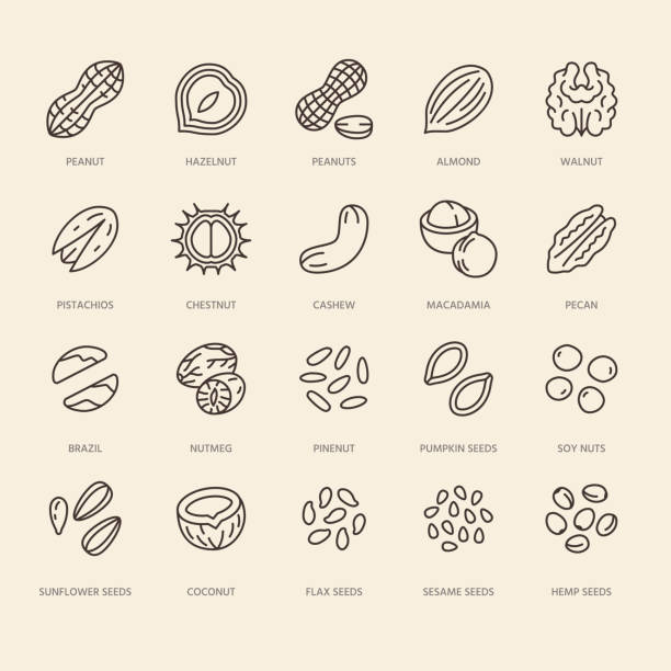 ilustrações de stock, clip art, desenhos animados e ícones de nuts flat line icons set. peanut, almond, chestnut, macadamia, cashew, pistachio, pine seeds vector illustrations. outline signs for healthy food store - sesame