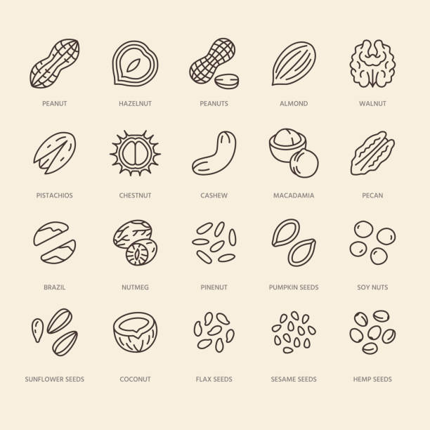 Nuts flat line icons set. Peanut, almond, chestnut, macadamia, cashew, pistachio, pine seeds vector illustrations. Outline signs for healthy food store Nuts flat line icons set. Peanut, almond, chestnut, macadamia, cashew, pistachio, pine seeds vector illustrations. Outline signs for healthy food store. sesame stock illustrations