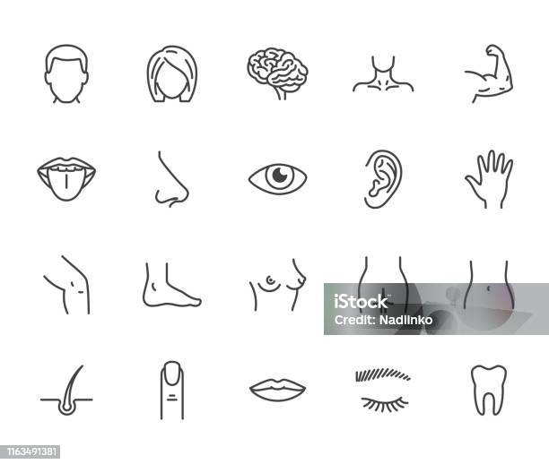 Ilustración de Conjunto De Iconos De Línea Plana De Partes Del Cuerpo Houman Hombre Cabeza De Mujer Nariz Cerebral Boca Pie Oído Ojos De Ilustración Vectorial Esboza Los Signos De La Clínica Médica De Cirugía Plástica Píxel Perfecto 64x64 Trazos Editabl y más Vectores Libres de Derechos de Ícono