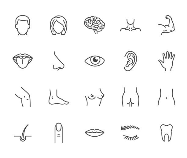 ilustrações de stock, clip art, desenhos animados e ícones de houman body parts flat line icons set. man, woman head, brain nose, mouth, foot, ear, lips vector illustration. outline signs for plastic surgery medical clinic. pixel perfect 64x64. editable strokes - human eye eyebrow eyelash beauty