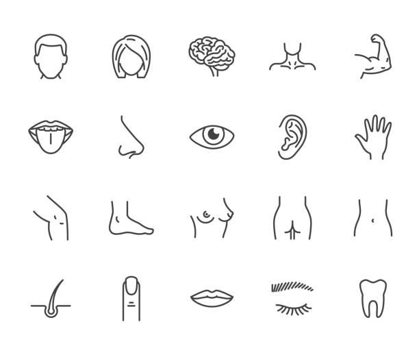 Houman body parts flat line icons set. Man, woman head, brain nose, mouth, foot, ear, lips vector illustration. Outline signs for plastic surgery medical clinic. Pixel perfect 64x64. Editable Strokes Houman body parts flat line icons set. Man, woman head, brain nose, mouth, foot, ear, lips vector illustration. Outline signs for plastic surgery medical clinic. Pixel perfect 64x64. Editable Strokes. chest torso stock illustrations