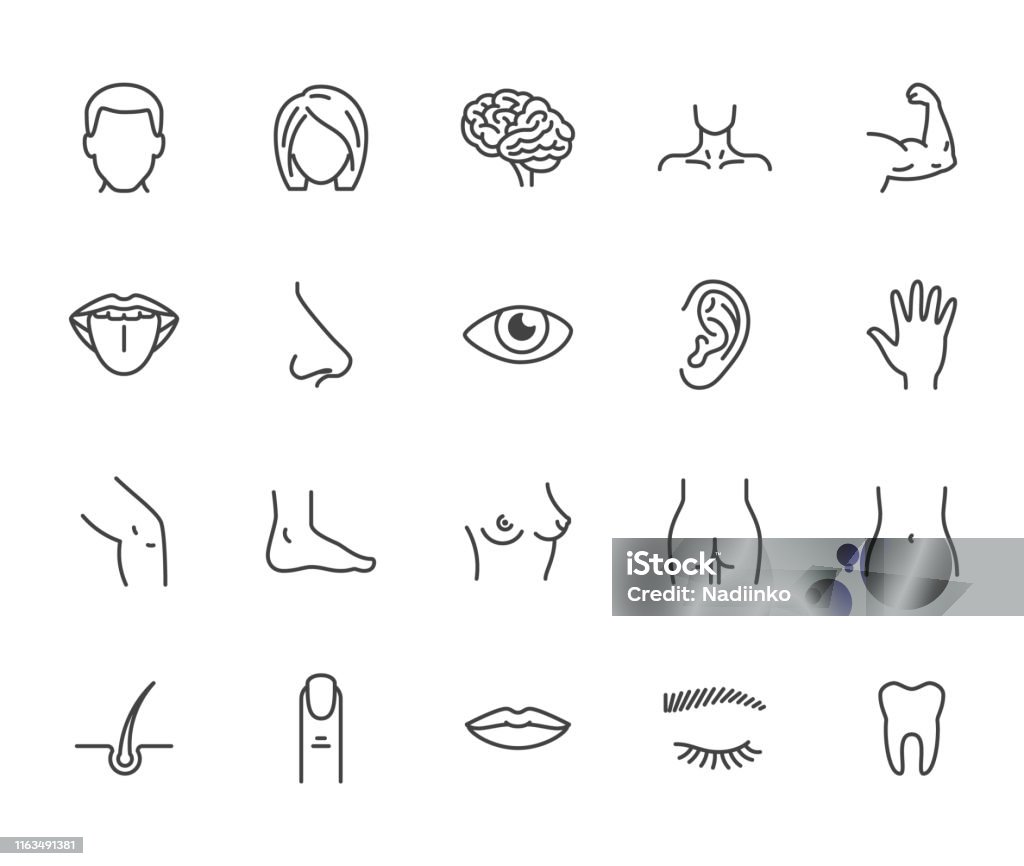 侯曼身體部位平線圖示設置。男人,女人的頭,腦鼻子,嘴,腳,耳朵,嘴唇向量插圖。整形外科醫療診所的輪廓標誌。圖元完美 64x64。可編輯描邊 - 免版稅圖示圖庫向量圖形