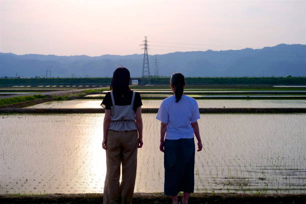 rice fields  in Niigata
