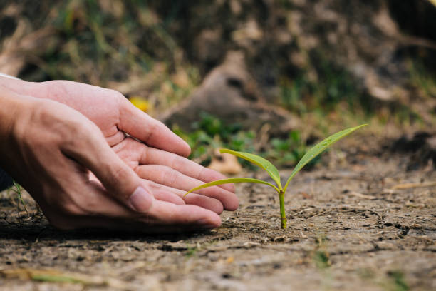 istock Hand planting the seedlings into the soil 1163493078