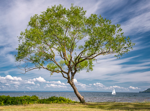 Beautiful Tree with Sailboat, Lake Vättern, Sweden. Nikon D850. Converted from RAW.