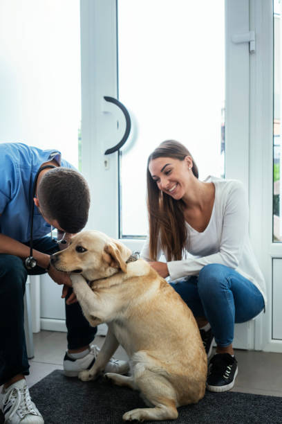istock Veterinarian life 1163493966