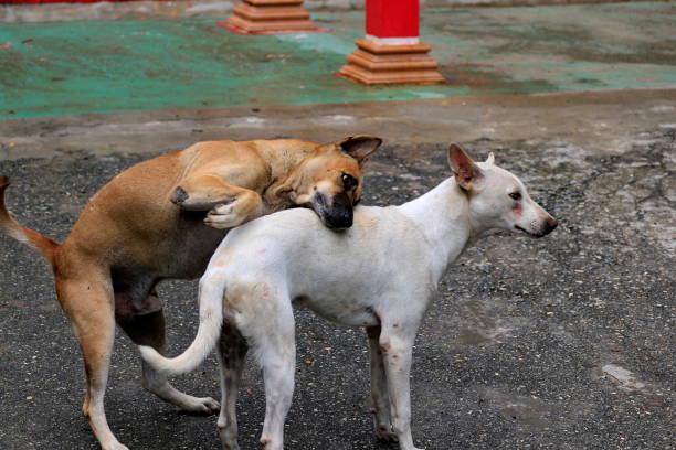 istock Brown dog with white dogs are mating. 1163494236