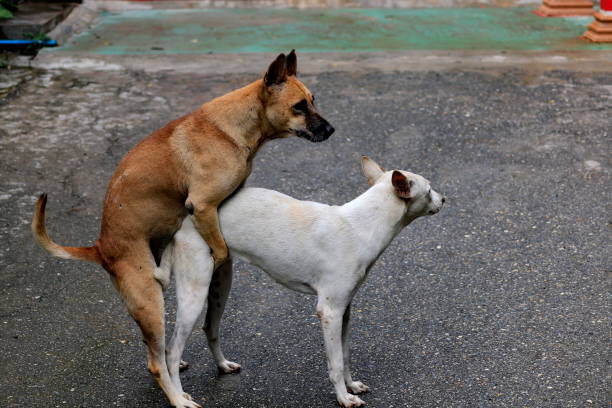 istock Brown dog with white dogs are mating. 1163494237