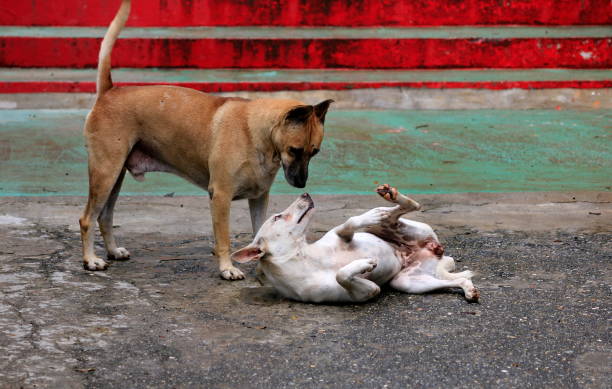 istock Brown dog with white dogs are mating. 1163494239