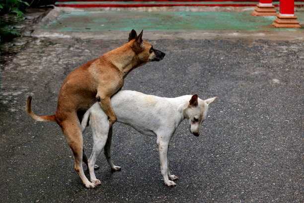 istock Brown dog with white dogs are mating. 1163494262