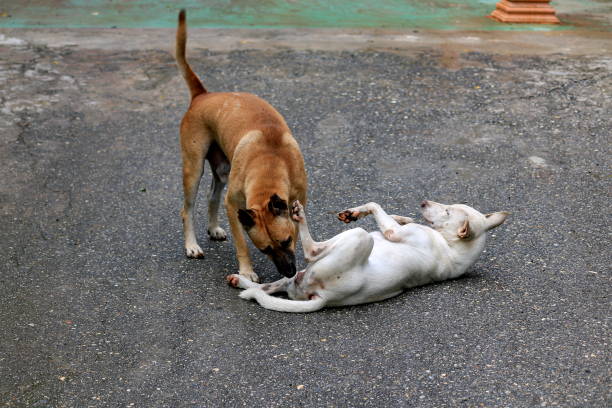 istock Brown dog with white dogs are mating. 1163494263