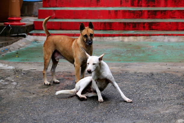 istock Brown dog with white dogs are mating. 1163494265