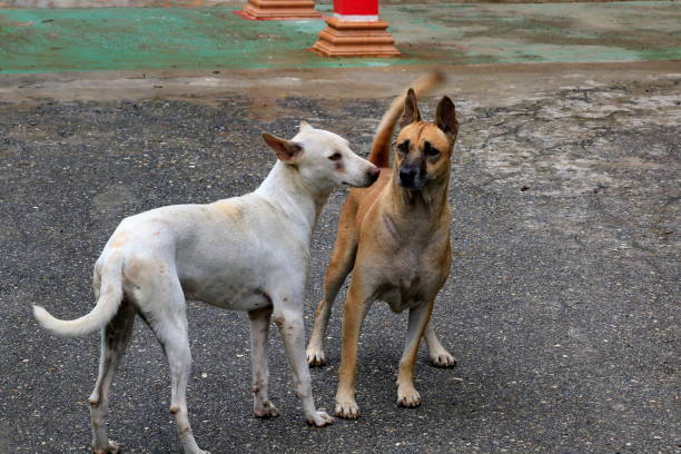 istock Brown dog with white dogs are mating. 1163494288