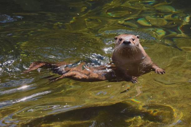 istock North American River Otter 1 1163494935