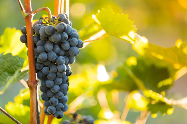 istock Bunch of grapes on a vineyard during sunset. 1163495583
