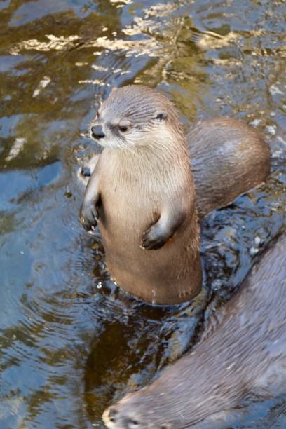 istock North American River Otters standing 1 1163495651