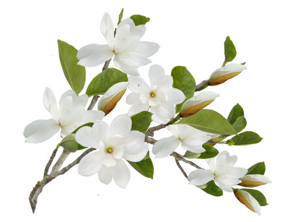 istock Beautiful blooming magnolia flower bouquet. 1163495931