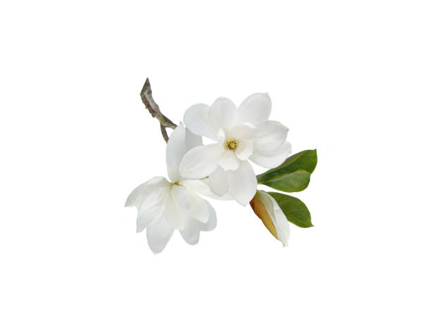 istock Beautiful blooming magnolia flower bouquet. 1163495934