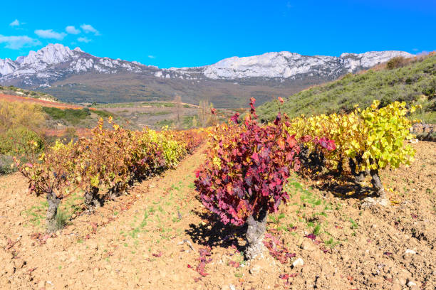 Vineyard landscape of Briones, La Rioja.