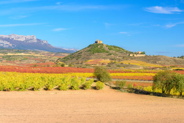 Vineyard with Davaillo castle as background, La Rioja