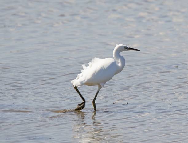 garzetta in movimento, nella riserva naturale dell'east yorkshire, inghilterra - wading snowy egret egret bird foto e immagini stock