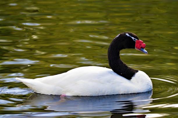 istock Black necked sawn in Gateshead wetlands, England 1163497477